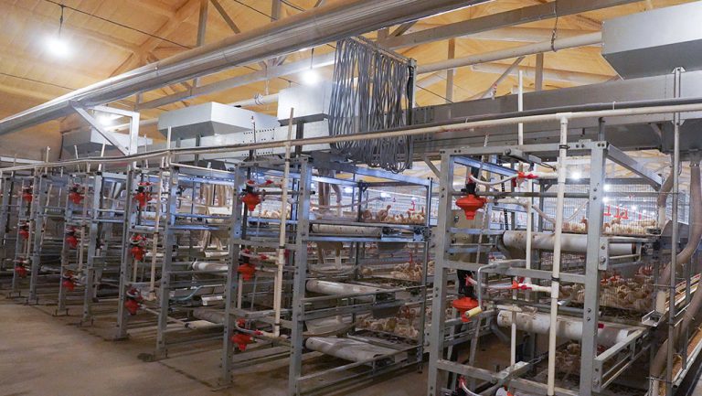Kazakhstan Automated Livestock Farming Equipment Project Case