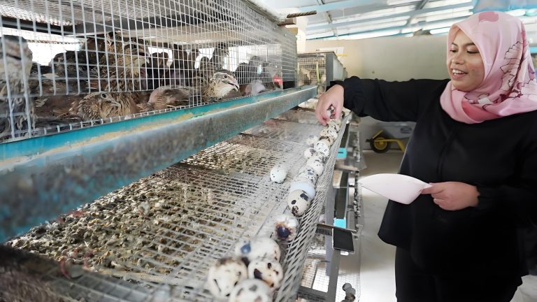 Layer Cage: Your Path to Efficient, Progress-Focused Poultry Production