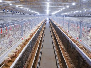 Broiler Cage