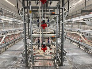 pullet cage for chick breeding