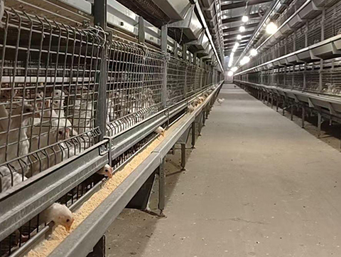 broiler-cage-system