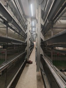 Automatic Feeding - Chicken Farming Equipment - ymako
