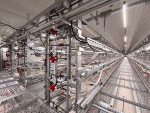 Installation site for chicken farming equipment