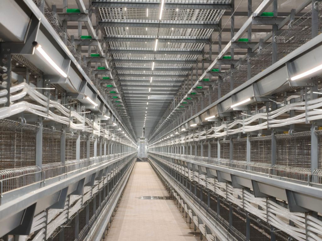 Chicken coop overall lighting system