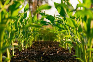 Organic fertilizer production and sustainable agriculture with composting equipment