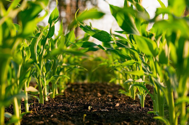 Organic fertilizer production and sustainable agriculture with composting equipment