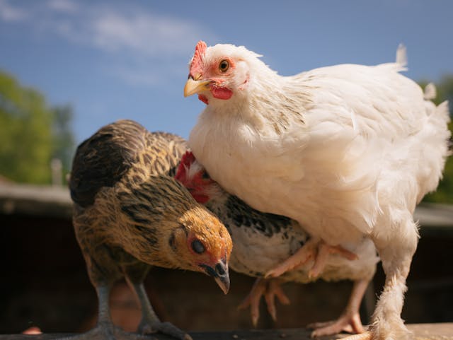 Modern poultry house interior with full equipment layout