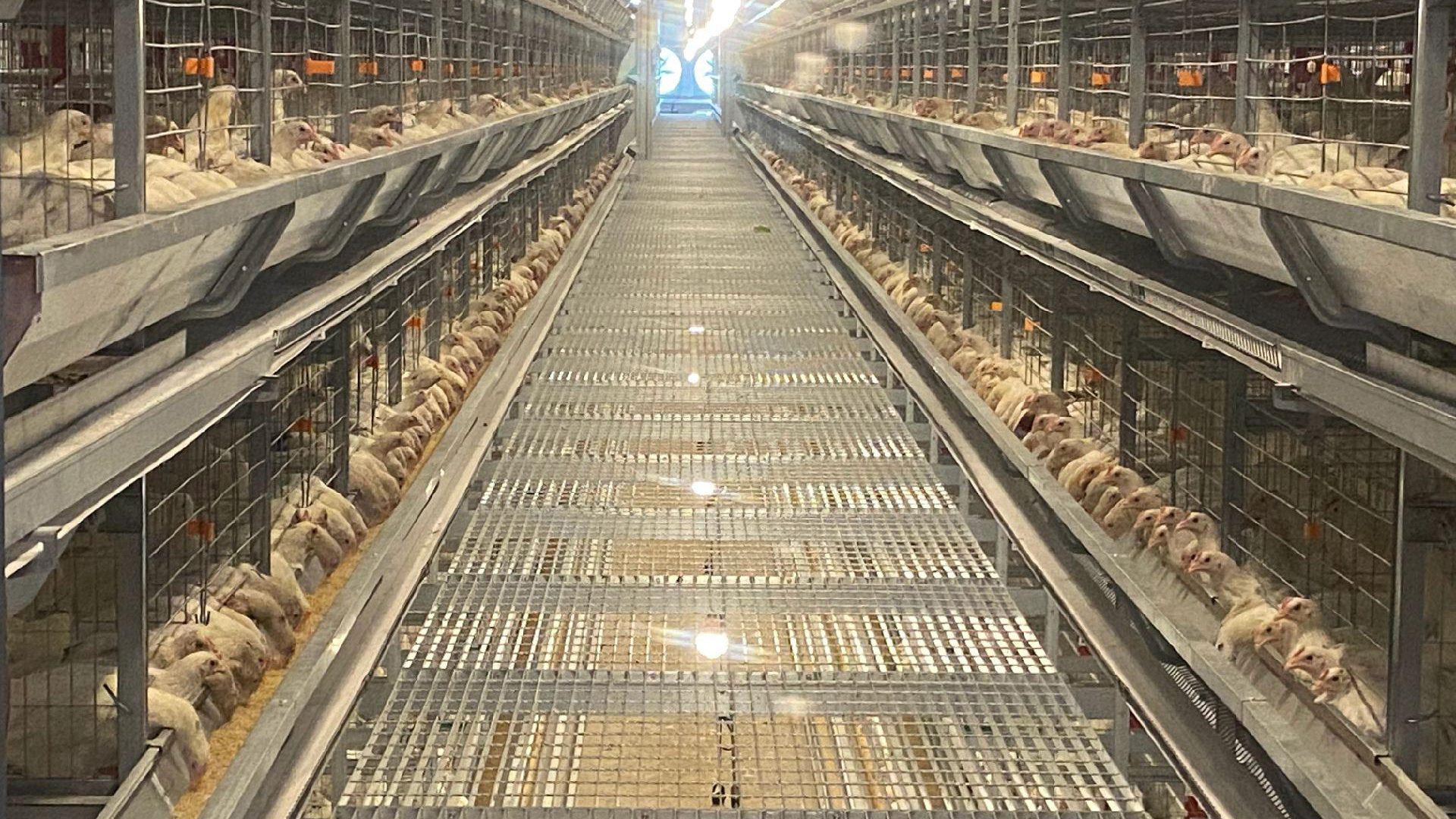 YMAKO poultry farm equipment project site — turnkey installation