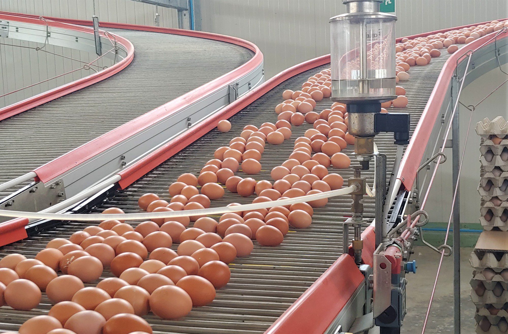 Automatic Egg Collection System