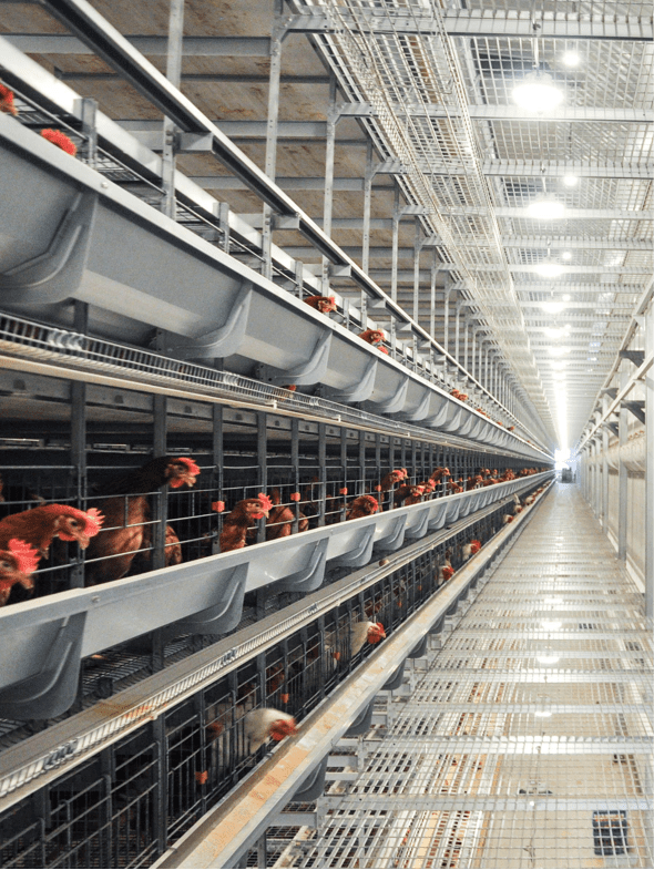 YMAKO 50,000 bird layer cage project reference