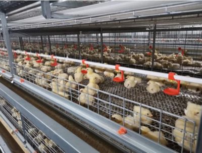 YMAKO automatic poultry feeding system installed in broiler house
