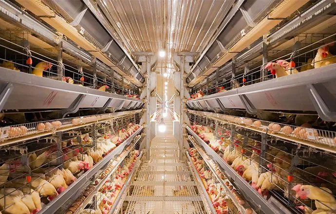 Layer Cage System for 50,000 Birds in Kazakhstan