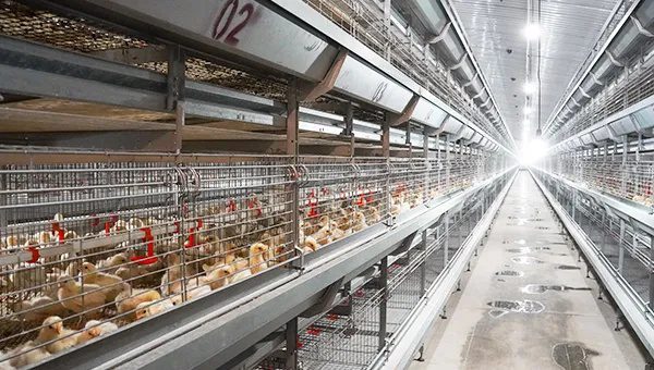 Poultry farming equipment - ymako