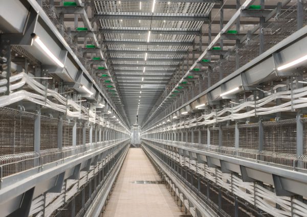 Chicken coop overall lighting system