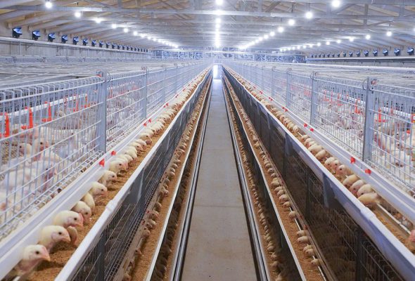 Broiler Cage