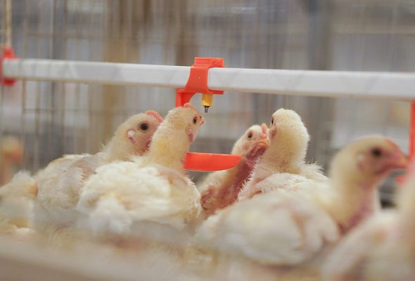 Automated farming equipment supplier -ymako