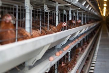 Broiler Cage