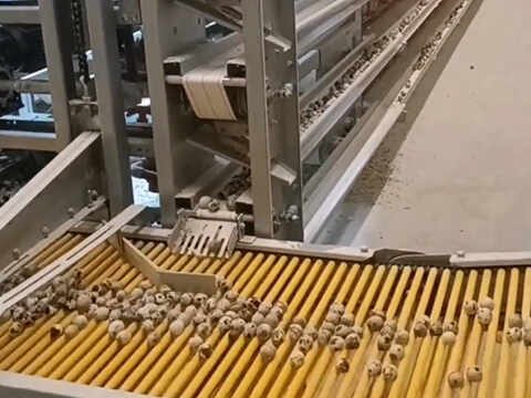 Egg Collection System