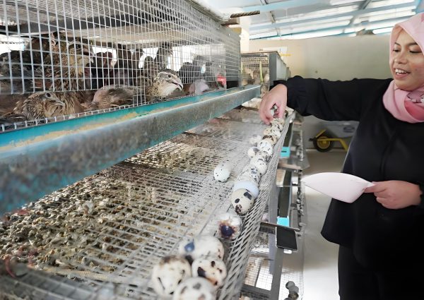 Quail farming