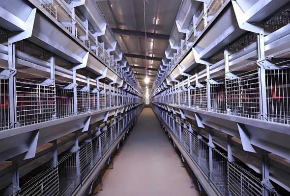 Broiler cage system control cabinet