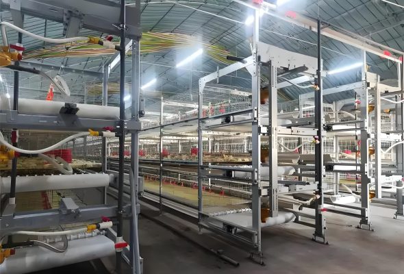 Layer cage system poultry housing
