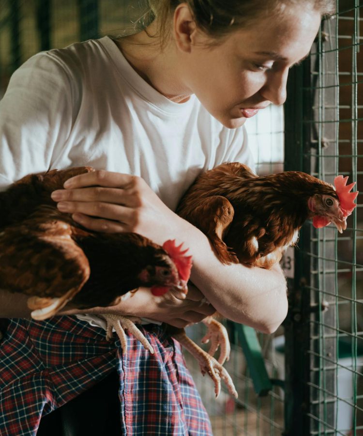 YMAKO poultry farming equipment - modern poultry cage system